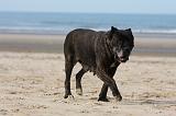 CANE CORSO 838